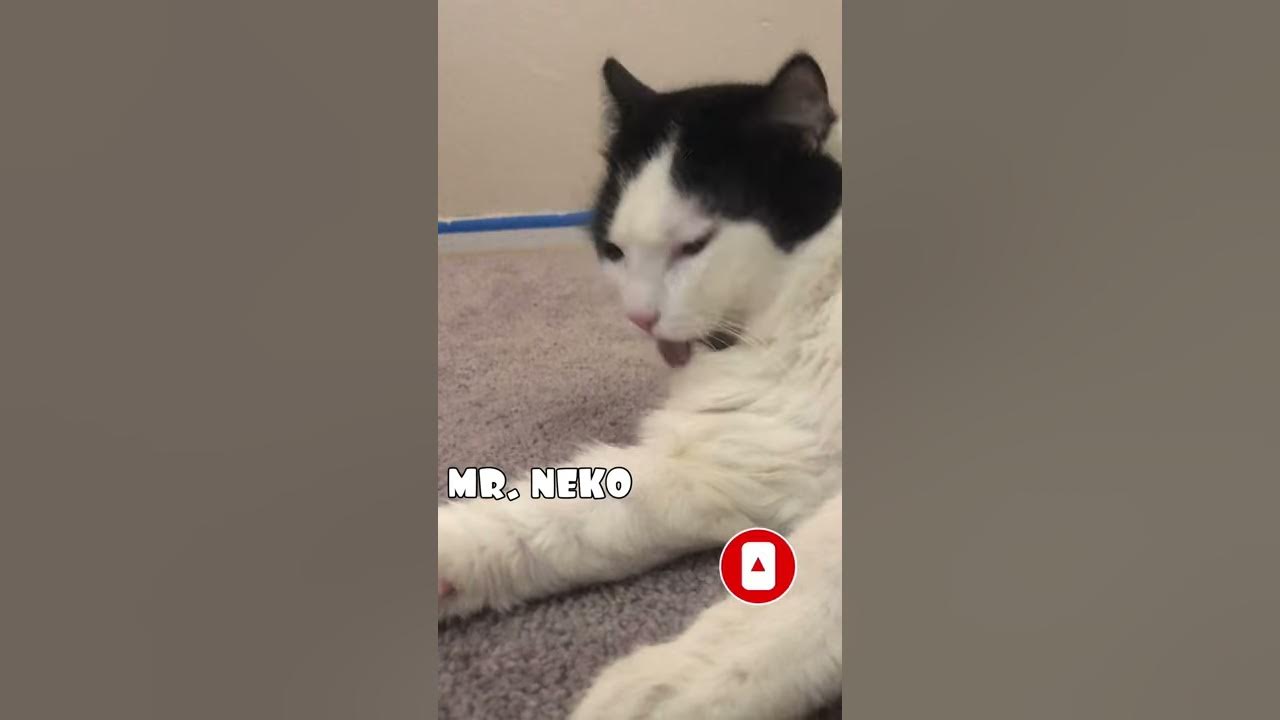 Cat licking himself in SlowMotion!! 🙀 YouTube