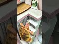 頂上を目指して懸命に頑張る小さなリクガメ😱🥹#shorts #turtleのサムネイル
