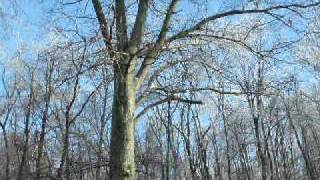 Raining Trees (Winter 2009)