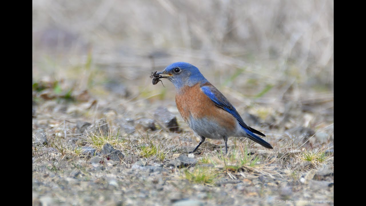 The Nature of Western Bluebirds Large HD