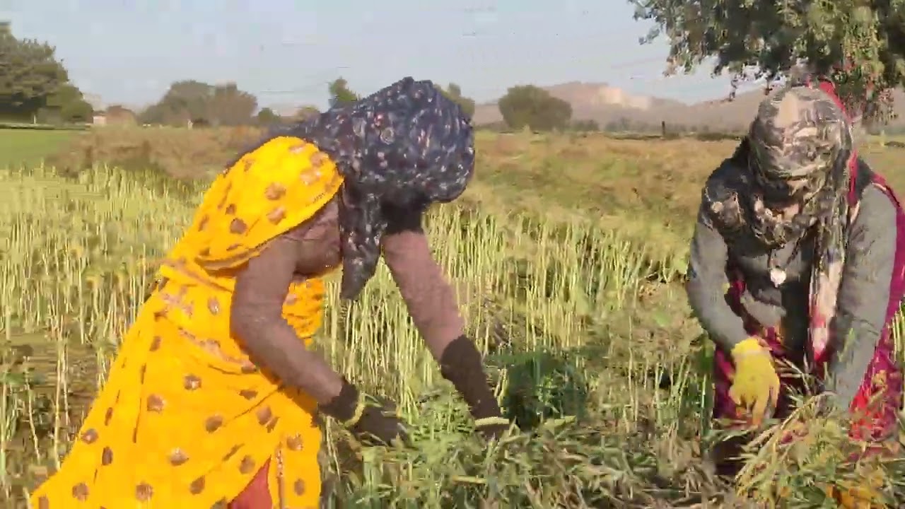 DoRani Jethani Ki Ladai sarson kaatne per