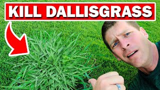 Kill Dallisgrass in the Lawn without Killing the Grass!