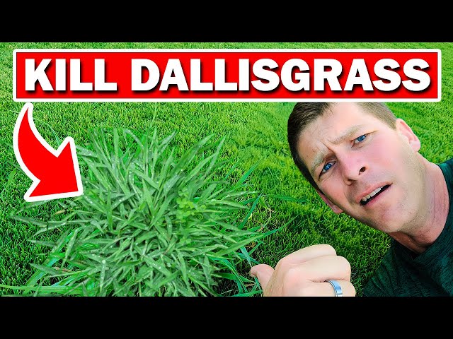 fine or coarse sand for house plants top dressing Topdressing Sand and Soil Mix for lawns main image 0