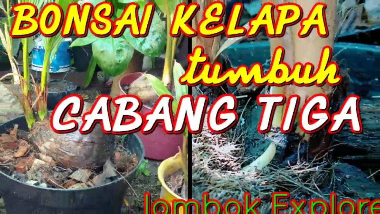 Bonsai Kelapa Tumbuh Tunas Ke 3 YouTube