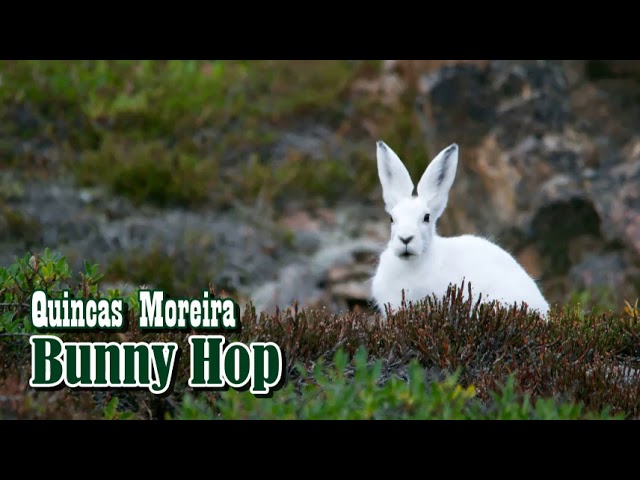 Quincas Moreira - Bunny Hop class=