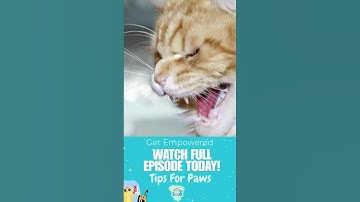 Unraveling Feline Aggression: What’s Behind the Behavior? #aglamorouspawlife #cat  #catcaretips