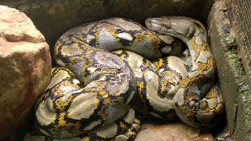 Walking Into a Cage Full of Reticulated Pythons | Python Reticulatus | Krabi Thailand HD