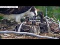 Dunrovin Ranch Osprey Video_2021-06-11_155856-Fish #2