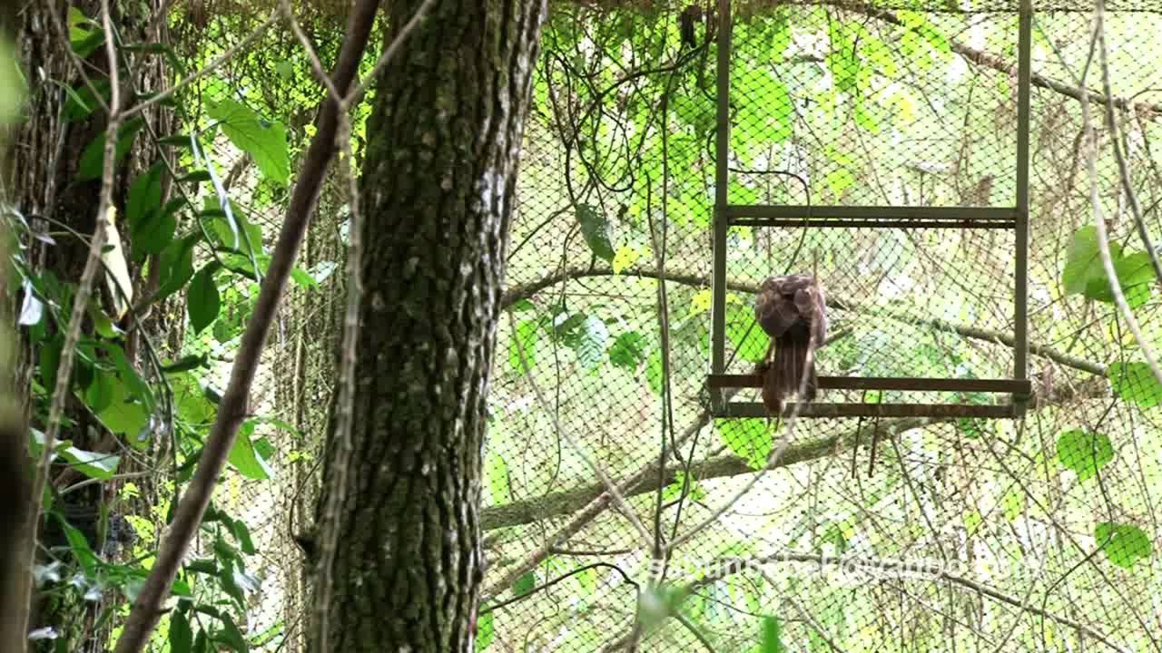 elang jawa.flv 