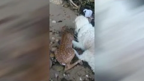 Dog rescues deer fawn struggling in water