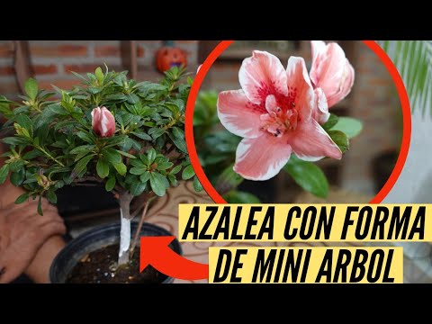 MANTEN LA FORMA DE ARBOL DE TU AZALEA / Paso a Paso - YouTube