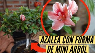 Manten La Forma De Arbol De Tu Azalea  Paso A Paso
