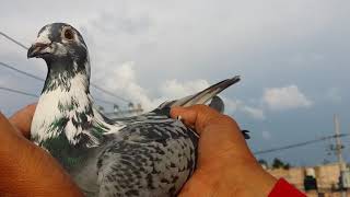 Colombofilia en Guadalajara  jal Mexico