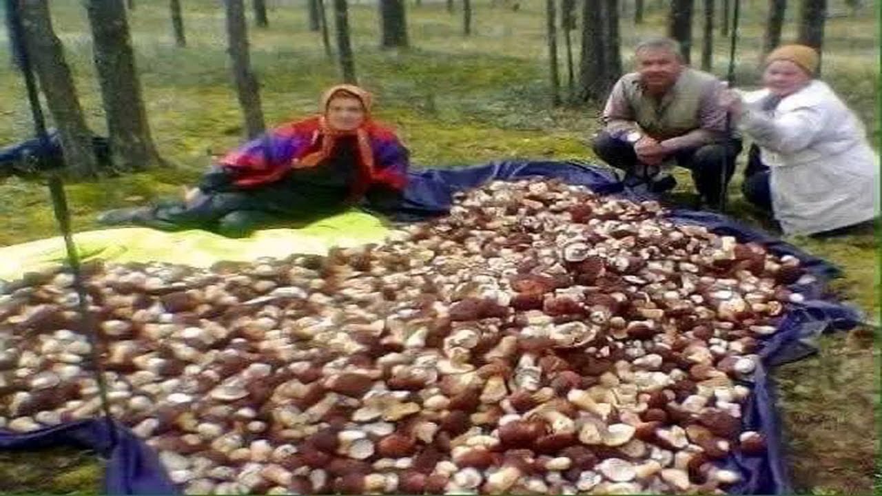 Гигантские грибы продолжают расти! Грибы 2024 Красивые большие грибы. Экстремальный сбор грибов