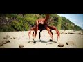 Crab Rave: Single Crab Dances For Ten Minutes