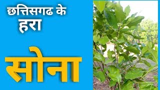 Chhattisgarh ke Hara Sona Tendu ka patta