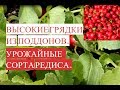 Высокая Грядка из Поддонов. Сорта Редиса. Выращиваем Редис Все Лето!