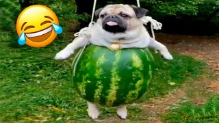 Funniest Animals 😄 New Funny Cats and Dogs Videos 😹🐶 by Pet Hub 494 views 4 days ago 12 minutes, 58 seconds