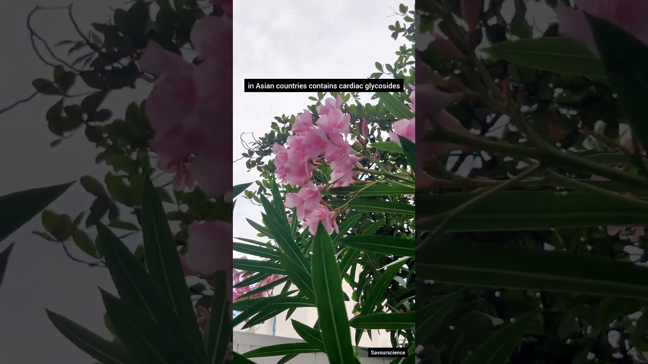 Oleander Plant | 