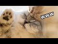 【祝こゆき5歳】ちゅーる目線で撮影したら猫大渋滞で可愛すぎたwww