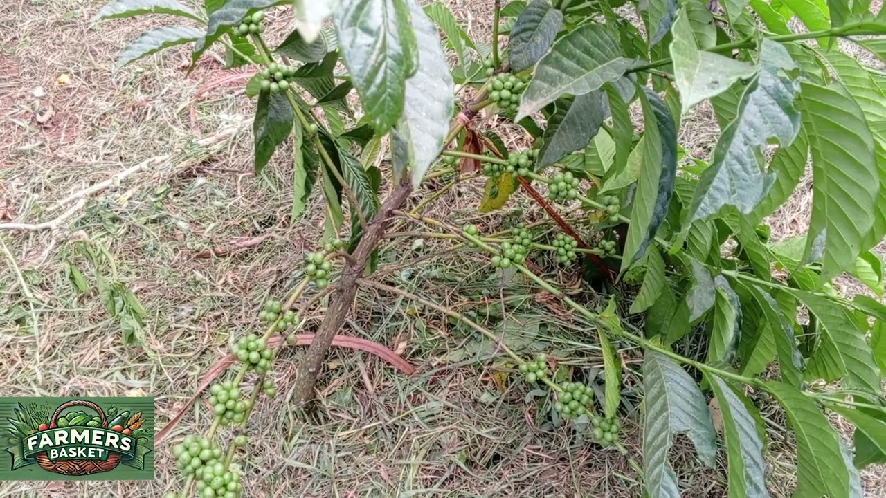 Learn new techniques of Brazilian coffee planting and earn more money