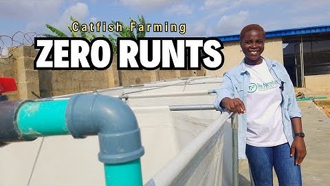 5 Ways to Reduce the Percentage of Runt in your Catfish Farm