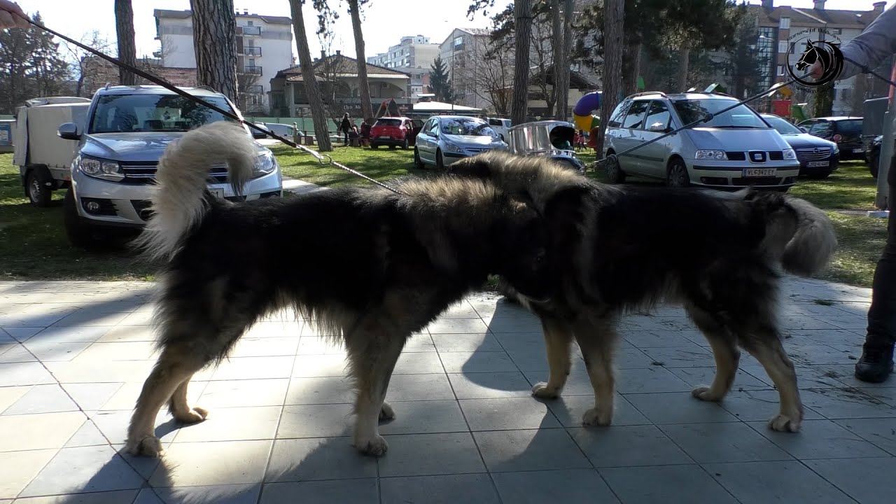 - ŠARPLANINAC SE DOKAZAO U BORBI SA VUKOM I MEDVJEDOM -