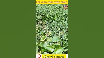 câu cá tra sông thiên nhiên đức huệ long an #shorts @songvadamme