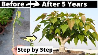 How to make a Ficus Rumphii Bonsai Step by Step Easily free
