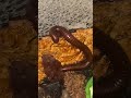Giant Desert Chocolate Millipedes (Orthoporus ornatus) #millipede #invertebrates #entomology