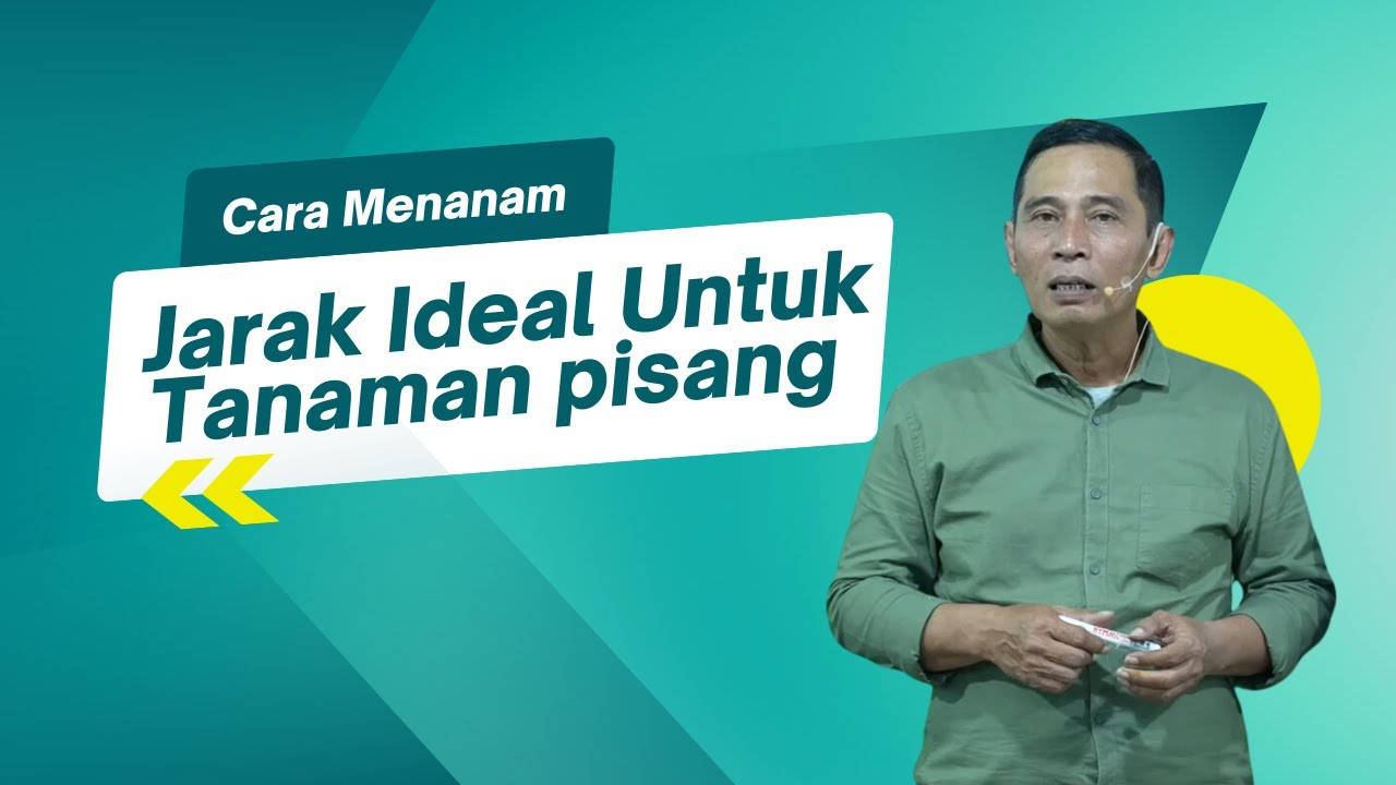 Jarak Ideal Untuk Tanaman pisang