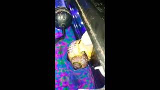 Mystery Snail Laying A Clutch Of Eggs