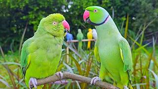 Indian Ringneck Parrot Natural Voice