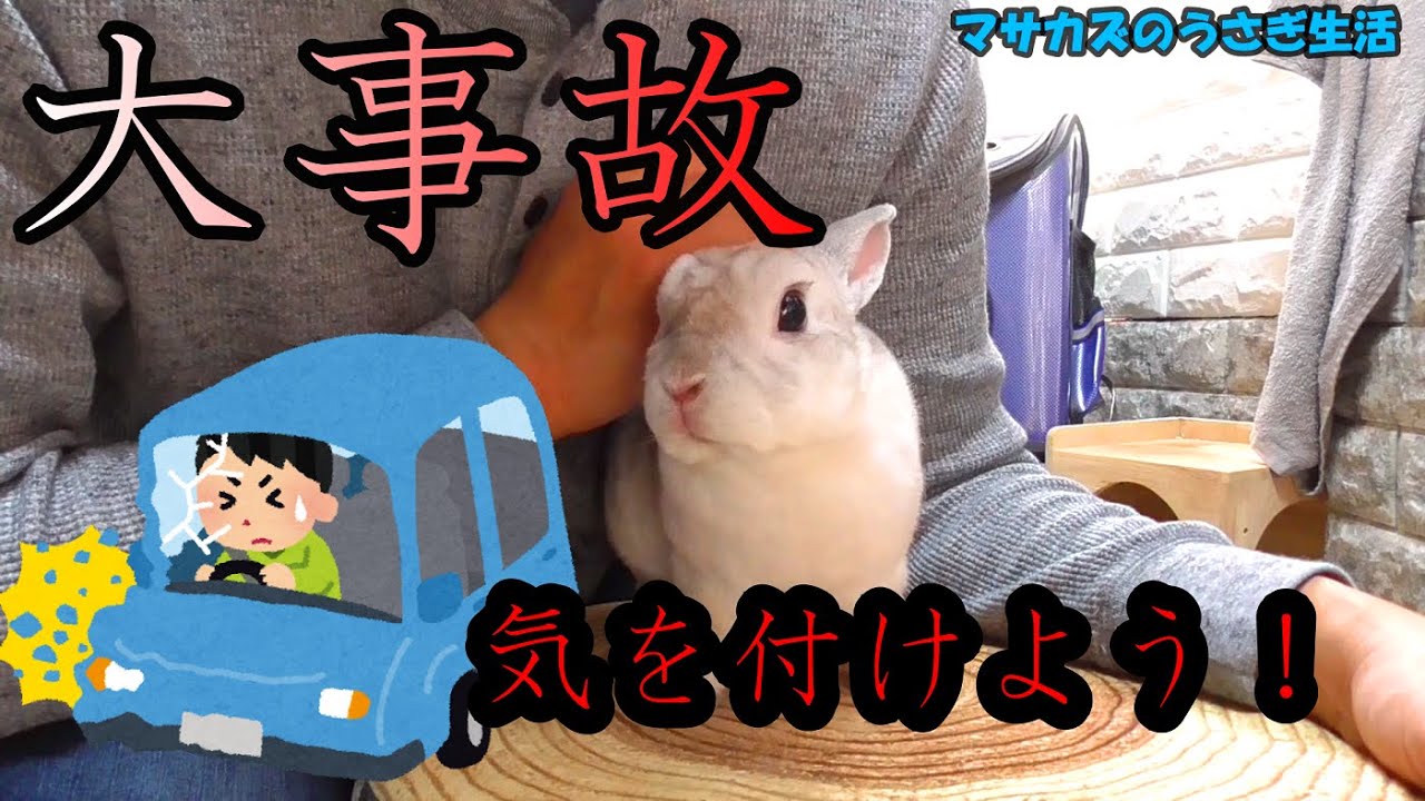 うさぎと車移動するときの注意点 Youtube