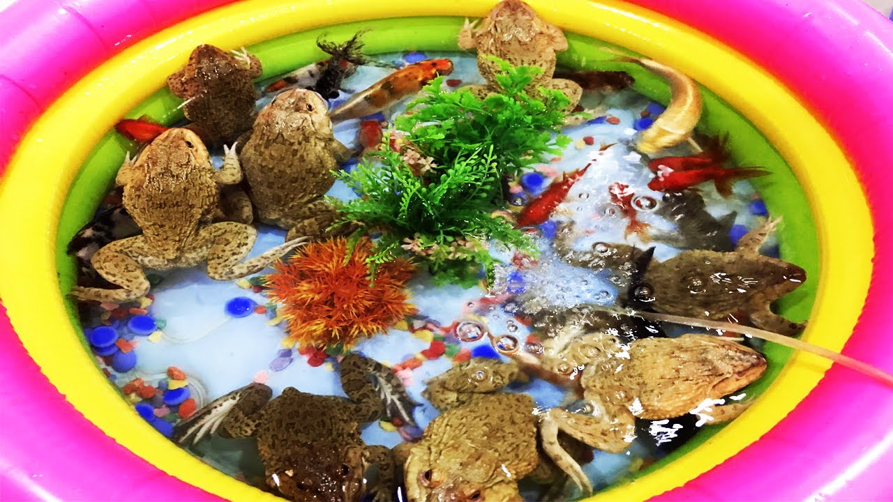 Cute Ornamental Pet Frogs Goldfish Koi fish Guppy Tiger Barb Fish Big