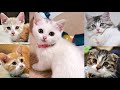 最強！可愛いマンチカンの子猫大集合！ Cutest Munchkin Kittens Compilation!