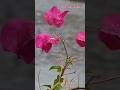 ASMR real rain sound for sleep and  relaxatiin #rain #sound #nomusic #nofilter #real #rainyday
