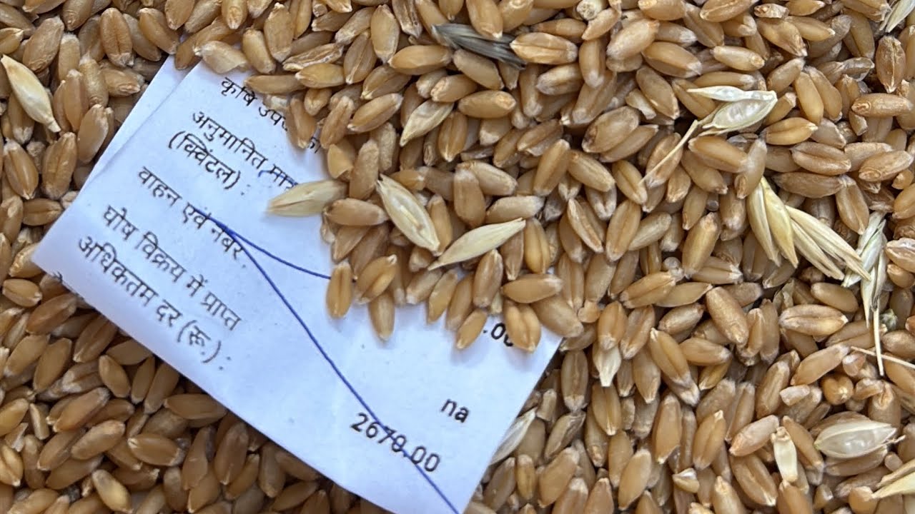 नया गेहूं 🔥 🧐!! 9 March 2026 देवास मंडी गेहूं भाव !! तगड़ी आवक के बीच भाव !!