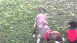 Chum the Xoloitzcuintli rescue at the dog park.