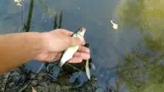Chub release