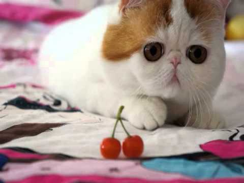 exotic shorthair persian breeders - YouTube