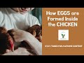 How Eggs are Formed Inside the Chicken (Chicken Eggs)