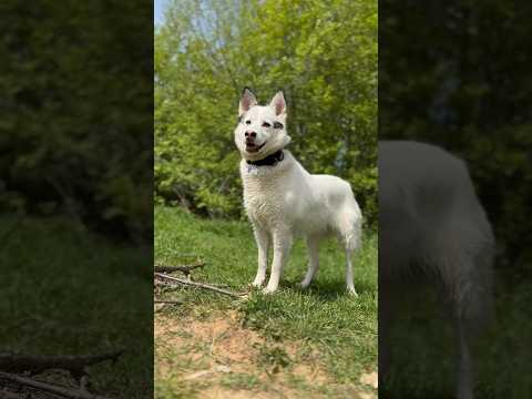 Как войти в доверие к собаке из приюта? #shorts #дворняжка #приют #cutedogs #хочудомой #husky