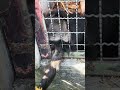 シシオザル 手が届くかなあー もうちょっとだなあ〜 #zoo #animals
