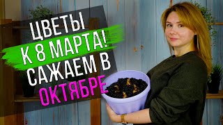 Пора сажать цветы к 8 марта! Выгонка тюльпанов, нарциссов и гиацинтов