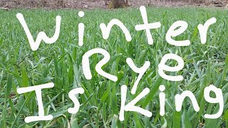 Winter Rye For Food Plots