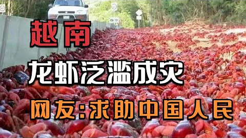 越南龍蝦泛濫，網友：求助中國，分分鐘在餐桌上消滅掉，一個不剩 - 天天要聞