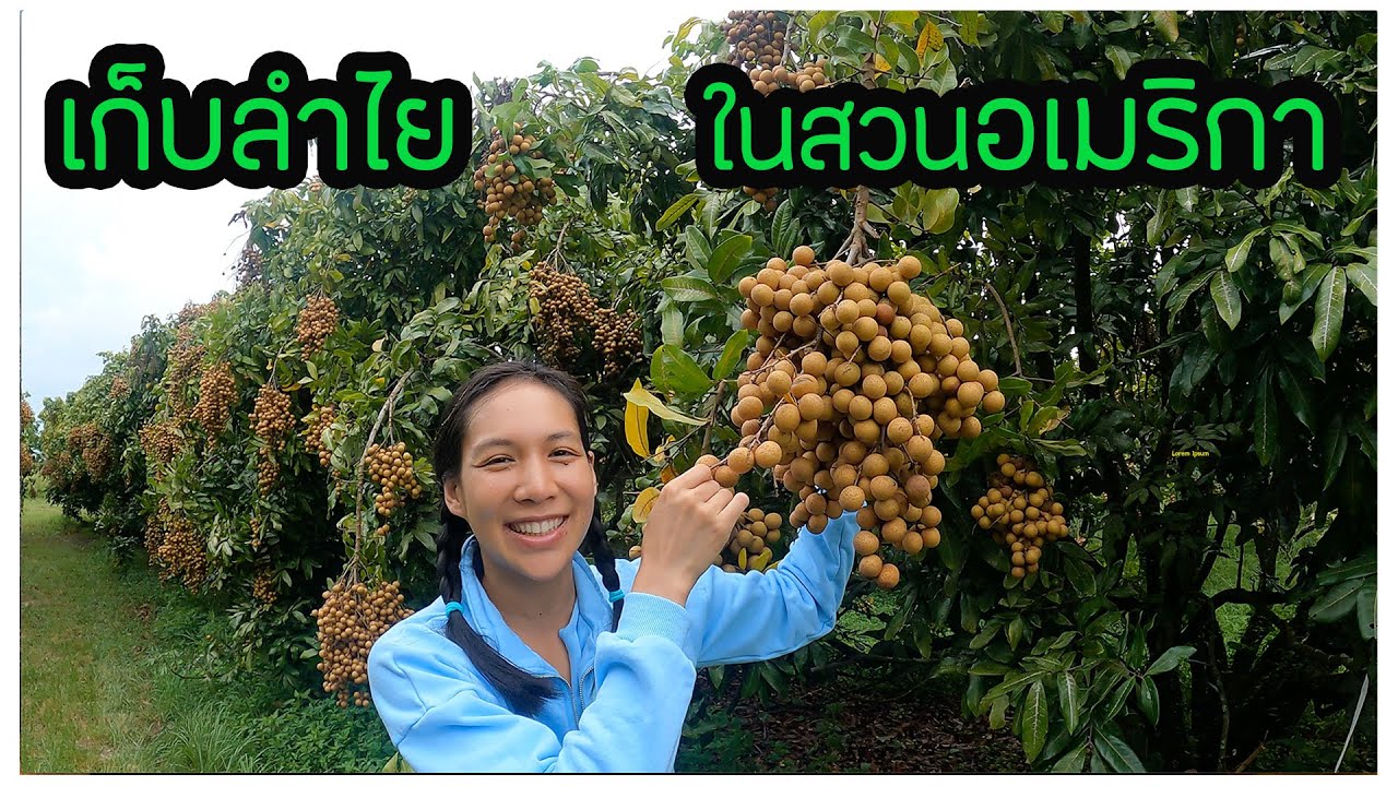 เก็บลำไยในสวนอเมริกา (EN/Th sub) U pick longan in a giant farm