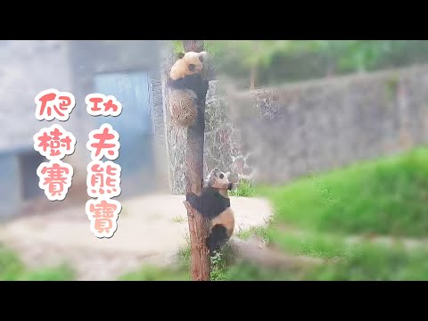 《熊貓早晚安》功夫熊貓寶寶爬樹賽 | iPanda熊貓頻道