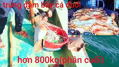 hành trình thả câu kều ở biển khởi trúng đậm bầy cá đuối lớn hơn 800kg (phần cuối)